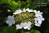 Viburnum opulus (Guelder-rose) - the large flowers of the inflorescence are sterile