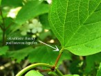 Viburnum opulus (Guelder-rose)