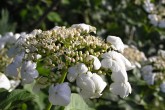Viburnum opulus (Guelder-rose)