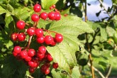 Viburnum opulus (Guelder-rose)