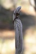 Viburnum lantana - leaf buds
