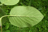 Viburnum lantana - underside