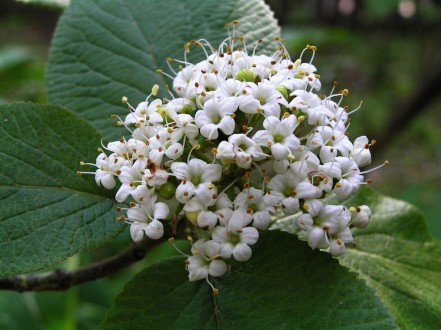 Viburnum lantana