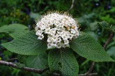 Viburnum lantana