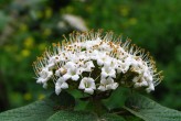 Viburnum lantana