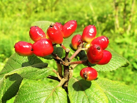 Viburnum lantana
