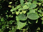 Viburnum lantana - twig with leaves