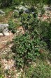 Viburnum lantana - Zádielska planina