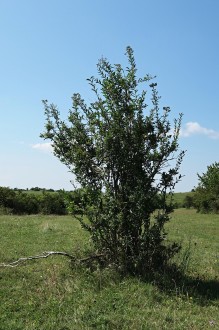 Viburnum lantana