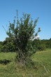 Viburnum lantana - Silická planina