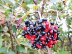Viburnum lantana