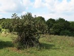 Viburnum lantana