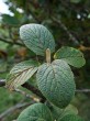 Viburnum lantana - twig with leaves