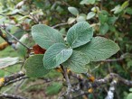 Viburnum lantana - twig with leaves
