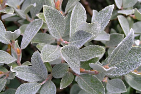 Salix helvetica (Swiss willow) - twig with leaves (densely white hairy on the top and bottom - ♂ )