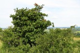 Viburnum lantana - Devínska Kobyla