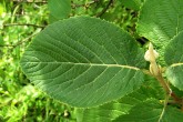 Viburnum lantana - top side