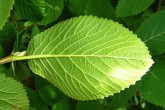Viburnum lantana - underside