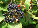 Viburnum lantana