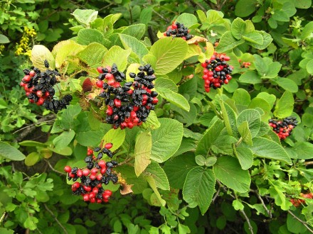 Viburnum lantana - ornamental with fruits