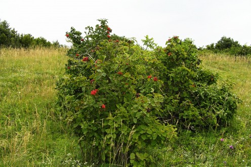Viburnum lantana - in the forest-steppe environment on Devínská Kobyla