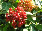 Viburnum lantana