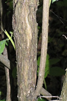 Lonicera xylosteum (Fly honeysuckle) - bork