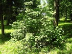Lonicera xylosteum (Fly honeysuckle)