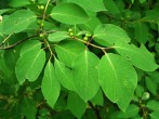 Lonicera xylosteum (Fly honeysuckle) - twig with leaves (upper side)