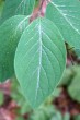 Lonicera xylosteum (Fly honeysuckle) - top side