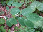 Lonicera xylosteum (Fly honeysuckle) - twig with leaves (upper side)