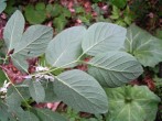 Lonicera xylosteum (Fly honeysuckle) - twig with leaves (underside)