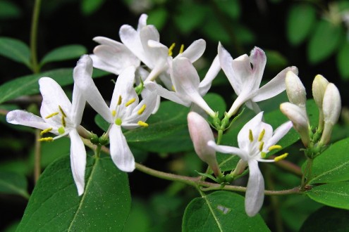 Lonicera xylosteum (Fly honeysuckle)