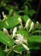 Lonicera xylosteum (Fly honeysuckle)