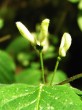 Lonicera xylosteum (Fly honeysuckle)