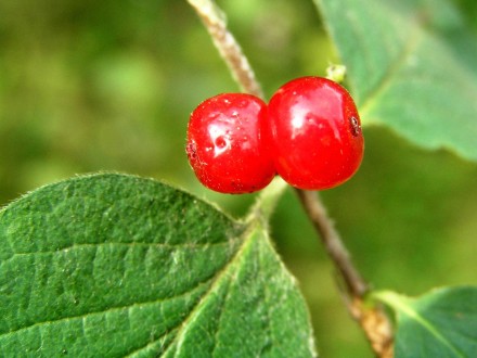 Lonicera xylosteum (Fly honeysuckle) - two fused berries