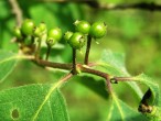 Lonicera xylosteum (Fly honeysuckle) - unripe berries
