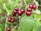 Lonicera xylosteum (Fly honeysuckle)