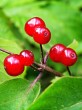 Lonicera xylosteum (Fly honeysuckle)