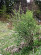 Lonicera xylosteum (Fly honeysuckle)