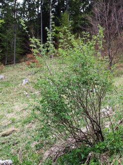 Lonicera xylosteum (Fly honeysuckle) - in the shade at the forest edge