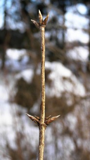 Lonicera xylosteum (Fly honeysuckle)