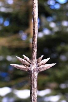 Lonicera xylosteum (Fly honeysuckle) - acropetal bud arrangement (the largest is at the bottom)