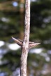 Lonicera xylosteum (Fly honeysuckle)