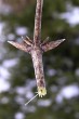 Lonicera xylosteum (Fly honeysuckle) - the shoots are hollow in cross-section