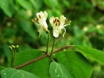 Lonicera xylosteum (Fly honeysuckle)