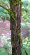 Lonicera xylosteum (Fly honeysuckle) - bork