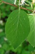 Lonicera xylosteum (Fly honeysuckle) - top side