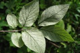 Lonicera xylosteum (Fly honeysuckle) - ornamental for its foliage as well