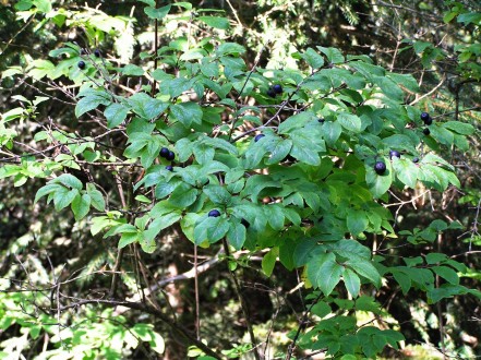 Lonicera nigra (Black-berried honeysuckle)